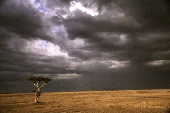 Robert Farber - Robert Farber African Tree, Kenya, Edition of 25