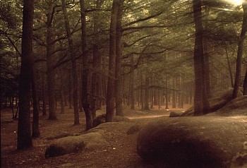 Robert Farber -&nbsp;Robert Farber Forest of Fontainebleau, Edition of 10