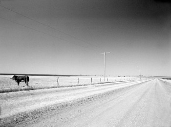 Robert Farber -&nbsp;Robert Farber One Cow, Texas, Edition of 10