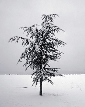 Debranne Cingari -&nbsp;Debranne Cingari Snowflake II, Ed. 1/10