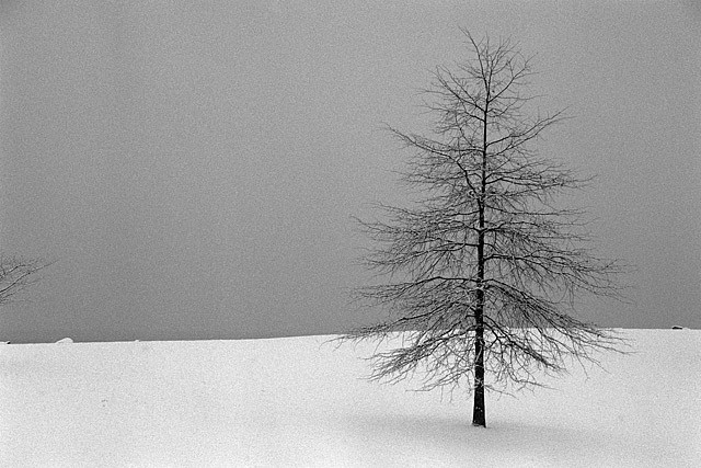 Debranne Cingari (PHOTOGRAPHY), The Loner,  Ed. 2/10, 2006
silver gelatin photograph, 20 x 30 in. (50.8 x 76.2 cm)
DC060506