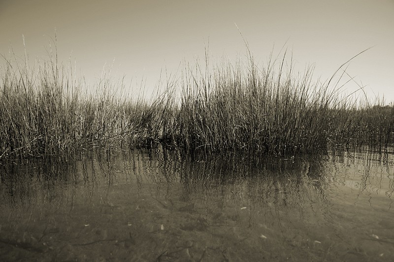 Debranne Cingari (PHOTOGRAPHY), Reeds at the Creek, Edition of 50, 2013
Pigment Photograph, 30 x 40 in. (76.2 x 101.6 cm)
DC5718