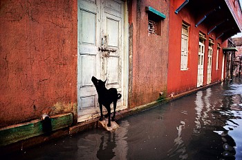 Steve McCurry - Steve McCurry Dog on Flooded Street