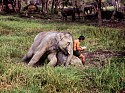 Steve McCurry, Elephant and Man Reading
2010, FujiFlex Crystal Archive Print