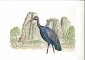 Bjorn Skaarup, Giant Ibis, Cambodia, Edition of 50
2016, Color engraved etching