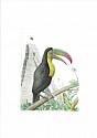 Bjorn Skaarup, Toucan, Belize, Edition of 50
2016, Color engraved etching