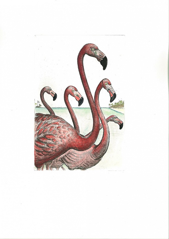 Bjorn Skaarup, American Flamingo, Bahama, Edition of 50 , 2016
Color engraved etching, 19 1/4 x 13 5/8 in. (48.9 x 34.6 cm)
BS170262