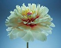 Parish Kohanim, Golden Peony
Fuji Crystal Archive Embedded into Diasec