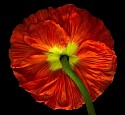 Parish Kohanim, Red Poppy
Fuji Crystal Archive Embedded into Diasec