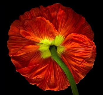 Parish Kohanim - Parish Kohanim Red Poppy