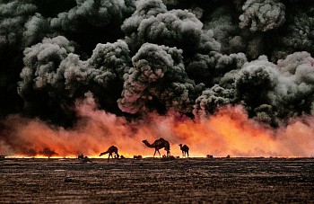 Steve McCurry - Steve McCurry Camel and Oil Fields, Al Ahmadi, Kuwait