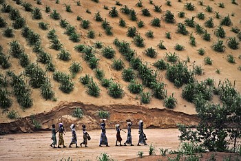 Work: Steve McCurry Women Walking in a Line, Niamey, Niger