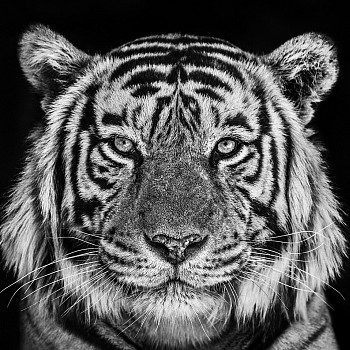 DAVID YARROW [Coe + Co, Nantucket, MA]&nbsp;