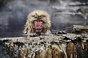 Steve McCurry, Snow Monkey in Jigokudani Yaen-koen Park, Japan
2018, FujiFlex Crystal Archive Print