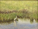 Marla Korr, Egret in the Creeks
2020, oil on linen