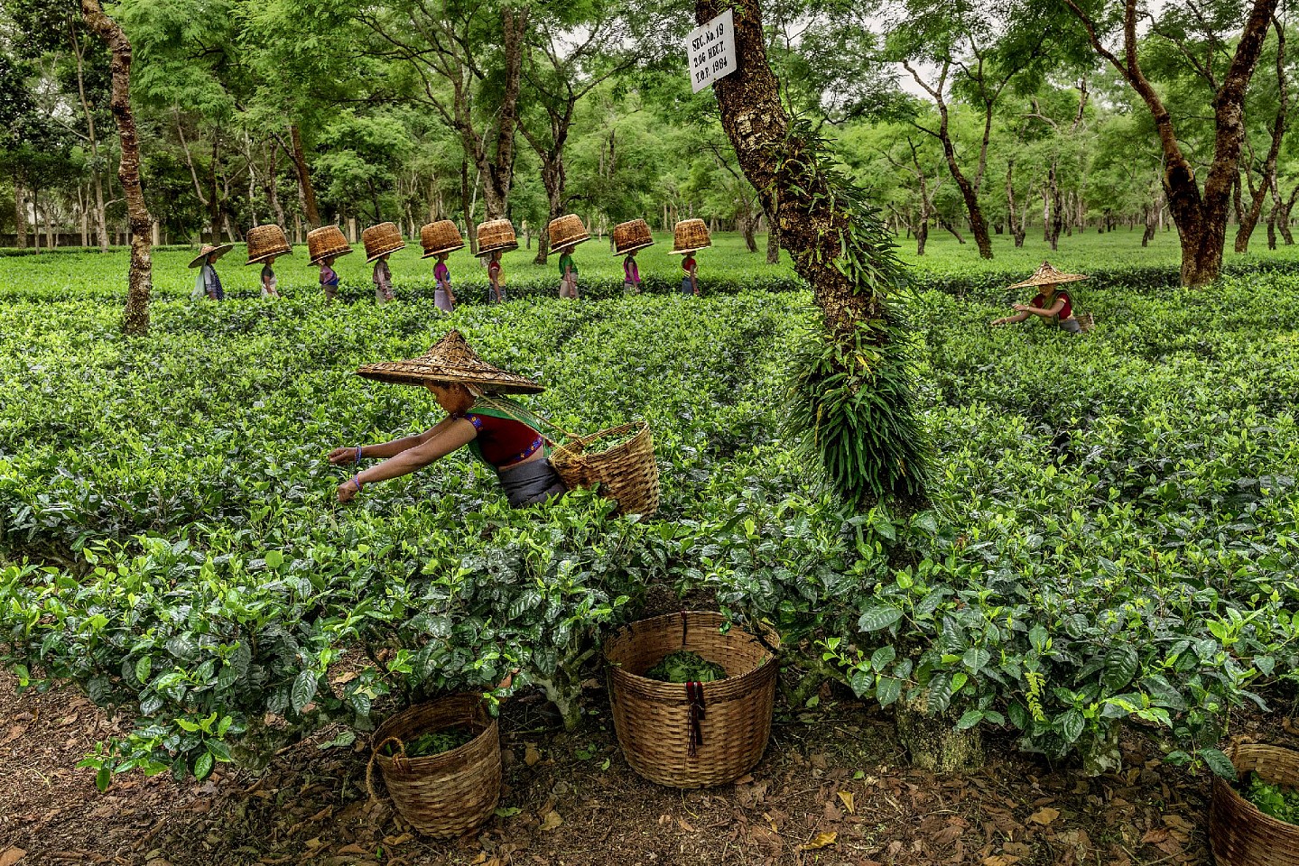 Steve McCurry, Tea Pickers in Assam, 2019
FujiFlex Crystal Archive Print
Price/Size on request