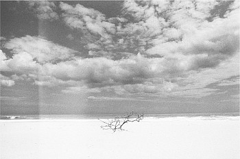 Work:&nbsp;Christophe von Hohenberg Driftwood II, Ed. 2/5