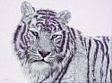 Helmut Koller, Tiger with Magenta Stripes
2019, acrylic on canvas