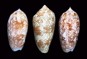 Joyce Tenneson -&nbsp;Joyce Tenneson Three Shells, AP