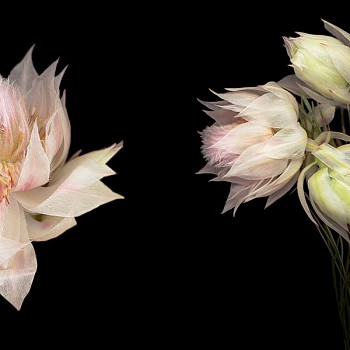 Artist: Joyce Tenneson