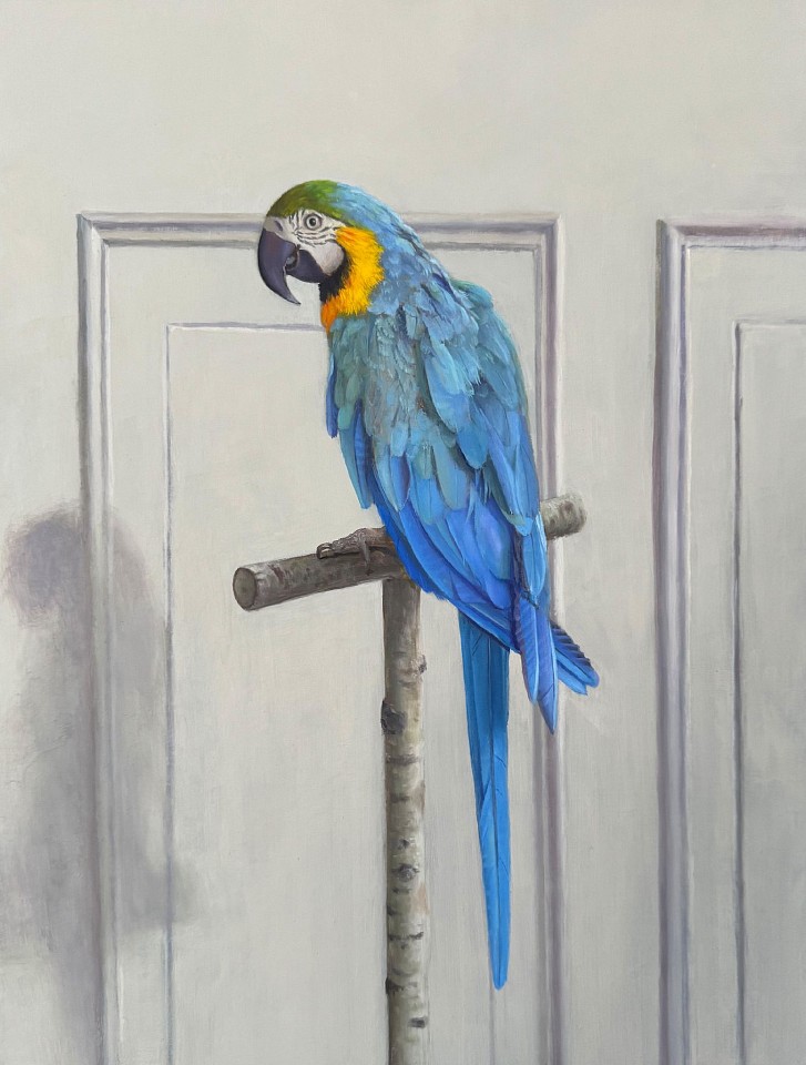 David Henry, Blue (Macaw), 2024
oil on birch panel, 16 x 12 in. (40.6 x 30.5 cm)
DH240503