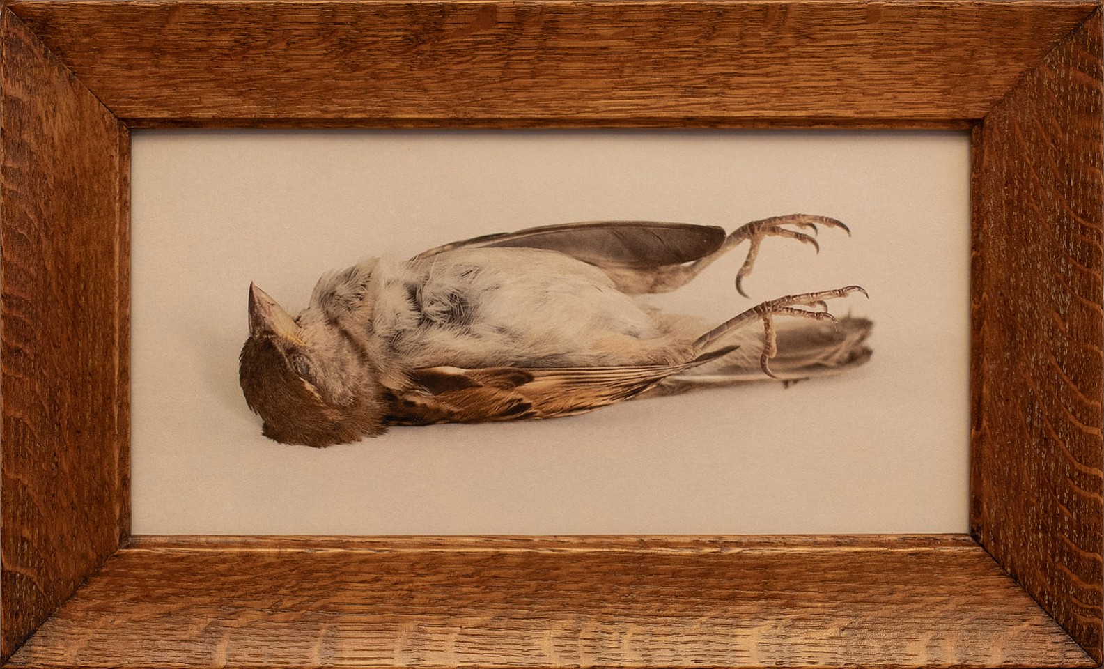 Jefferson Hayman, The Poet (Fallen Bird), 2025
Varnished pigment print paired with a vintage, c. 1900 oak frame, 8 x 13 in. (20.3 x 33 cm)
JH250407