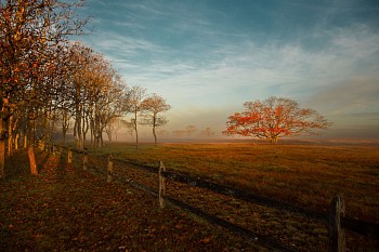 Debranne Cingari -&nbsp;Debranne Cingari Serengeti Lightfall