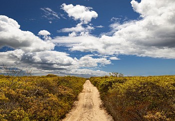 Debranne Cingari -&nbsp;Debranne Cingari Unpaved and Untamed