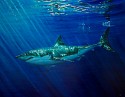Alexandra Telgmann, Golden Ocean Reflection - Shark
2026, oil on canvas