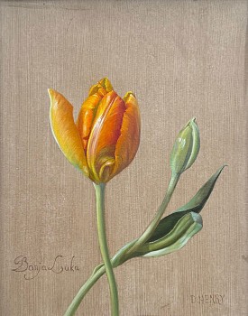 David Henry -&nbsp;David Henry Banja Luka Tulip