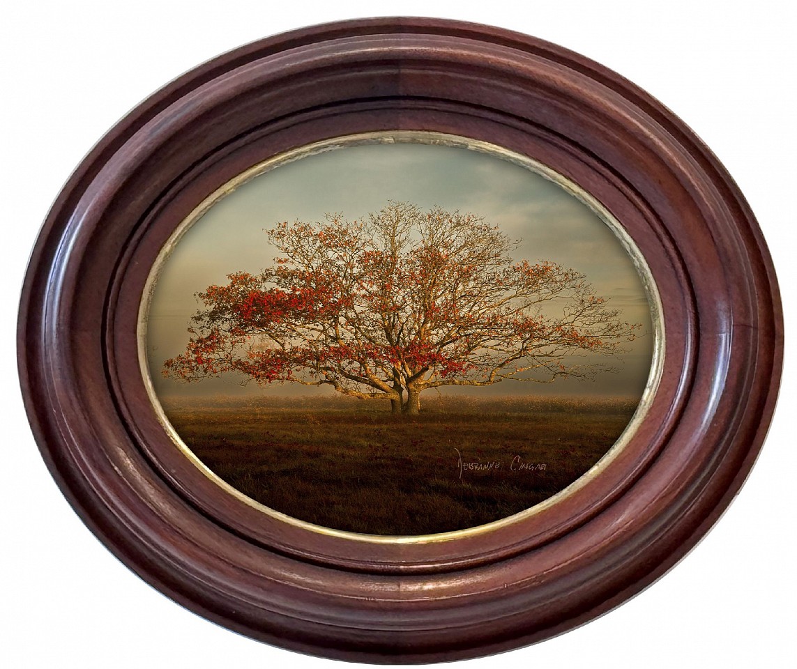 Debranne Cingari, Serengeti Tree, 2026
archival pigment print, 7 1/4 x 9 in. (18.4 x 22.9 cm)
DC260542